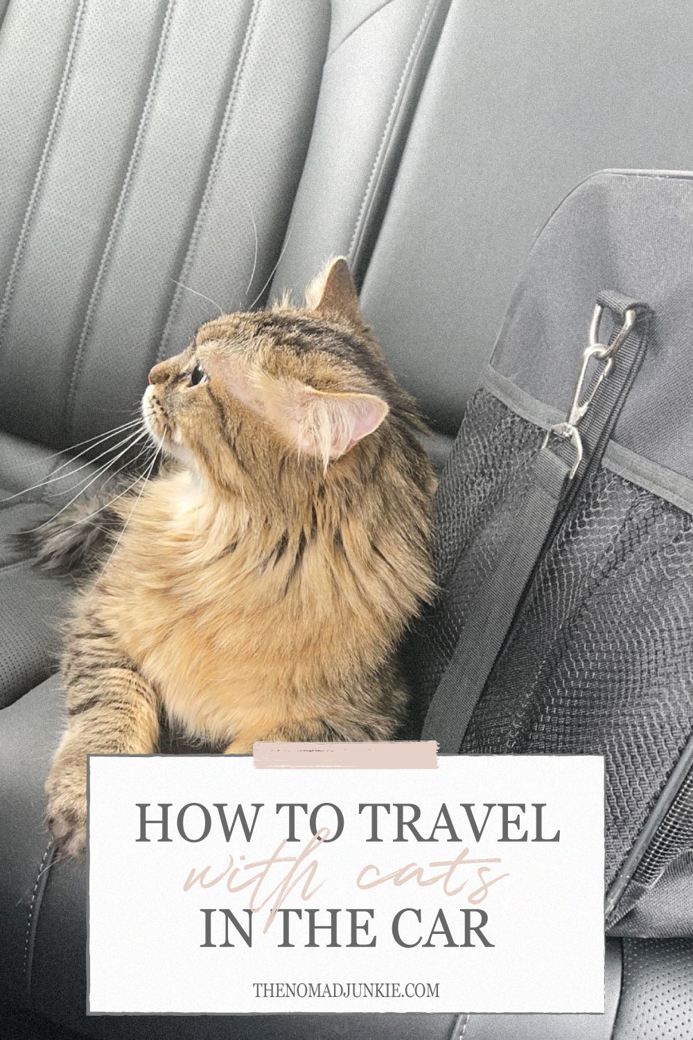 How To Travel With Cats In The Car - The Nomad Junkie